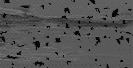 Image result for gif birds flying animation