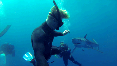 gif Awesome shark ocean sea marine life diving dive scuba sealife blue  shark free dive mermaidtittiezzz •