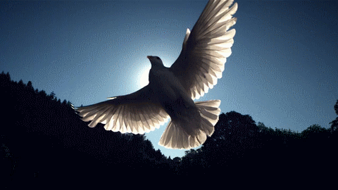 Resultado de imagen de gif paloma de la paz