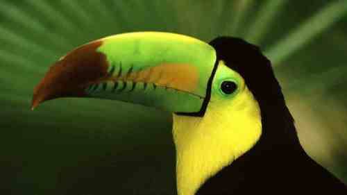 Keel billed toucan hot pics