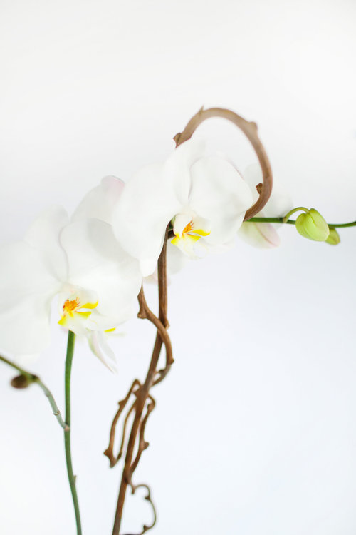 white orchid closeup