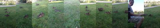 Cute family of ducks come relax with us