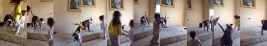 kaldannan:  gamervsbatman:  thebestoftumbling:  girls teaching dog to bounce on mattress   Love it!  This is so precious. 