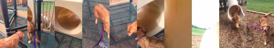 mexican-guccimane:  butternutcream:  ohmightysmiter:  authenticphantrash:  thebestoftumbling:  Golden Retriever shows puppy how to use slide  BEST THINg eVER  THE OLDER DOG GRABBED THE LEASH I’M GONNA CRY   daeure  I WANT A DOG ALREADY 