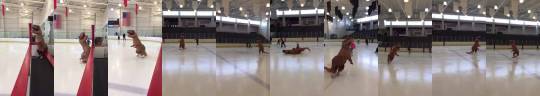 liamdryden:  fuckyeahbeasmith:  lifteatmaul:  PSA the ppl who do these vids are from Minnesota  This is too ridiculous not to reblog. 1) the music2) how does the person in there even see?3) also skating over its own tail4) how is NO ONE on the ice fazed