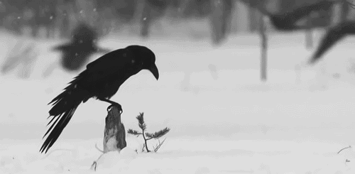 gif snow black bird ladylandscape •