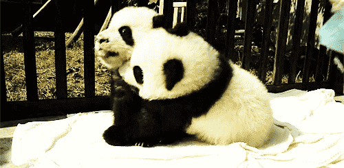 ؛؛ Panda time ؛؛  Tumblr_m403uuZ3t41rrlyupo1_500