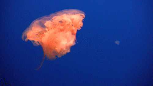 moving jellyfish clipart - photo #24
